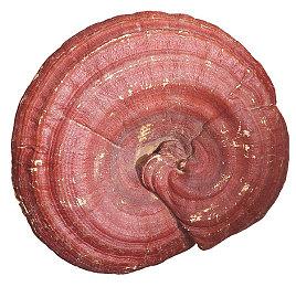 RTX3090运行《刺客信条：起源》8K+光追演示 画面很酷